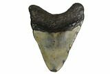 Bargain, Fossil Megalodon Tooth - North Carolina #152993-1